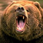 Growling Bear