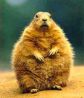 Thumbnail image for Groundhog Day Comes Late